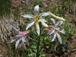 Image of Washington lily