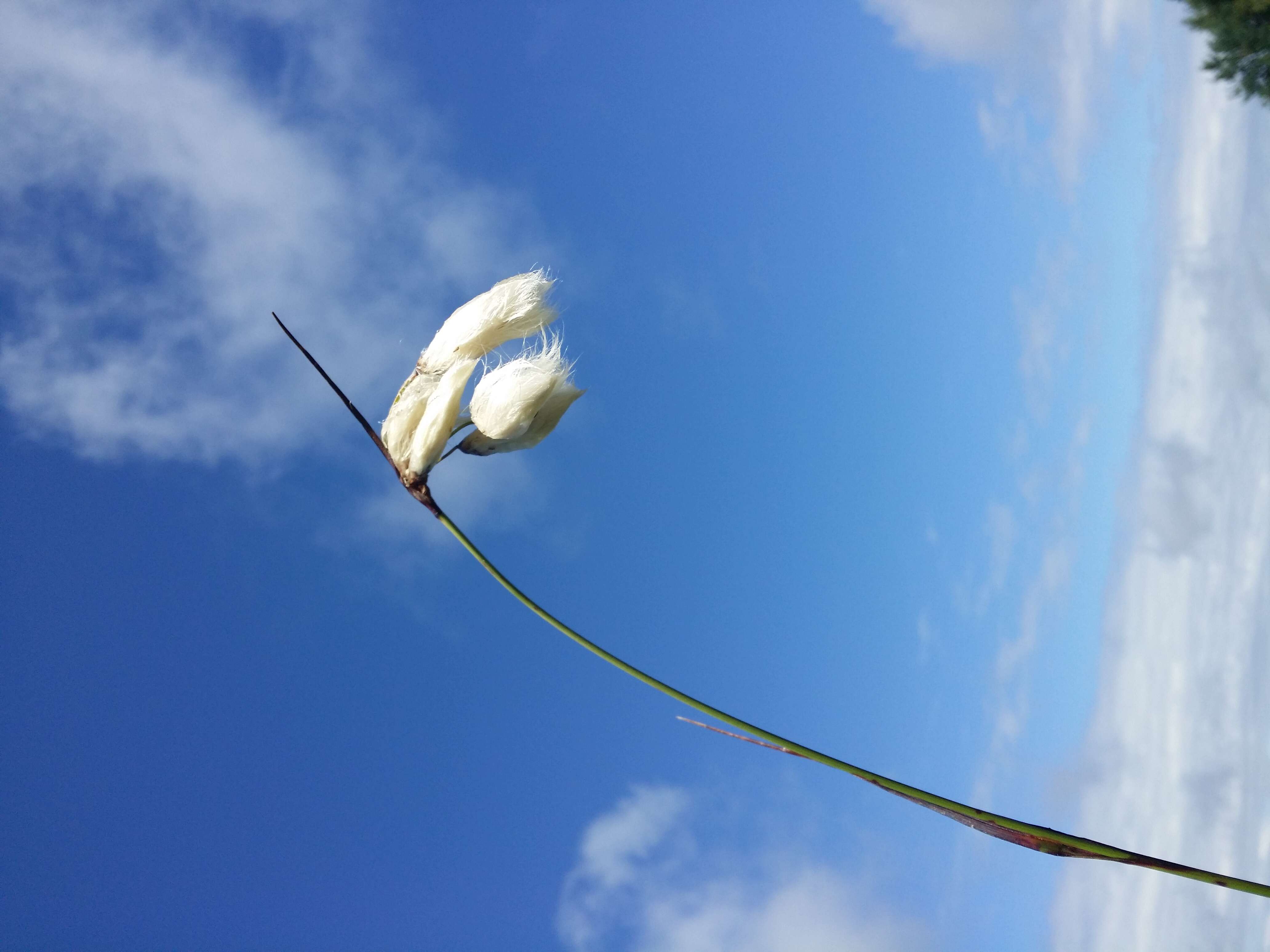 Image of common cottongrass