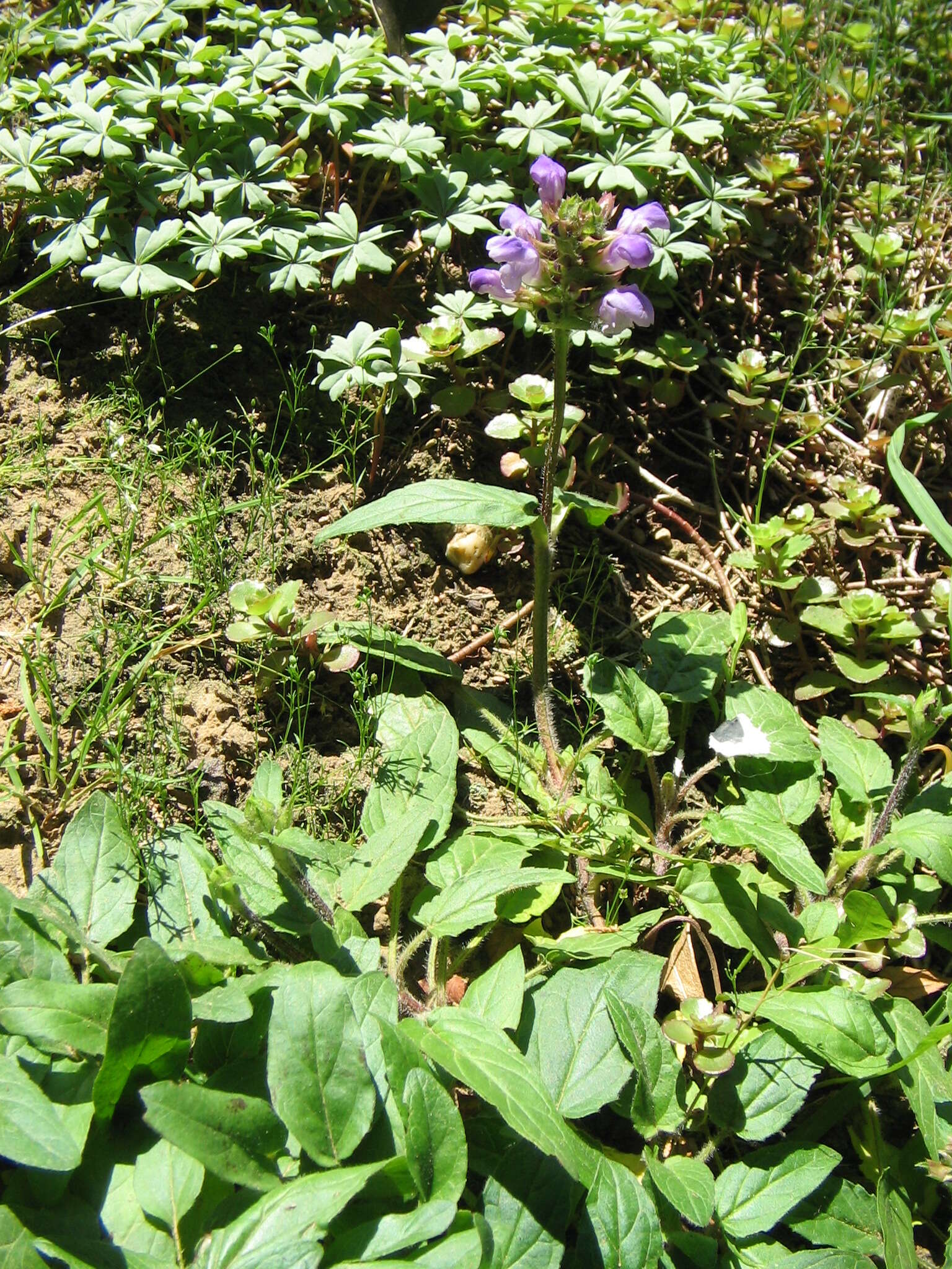 Image of large-flowered selfheal