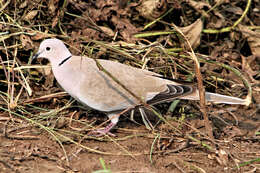 Image of Collared Dove