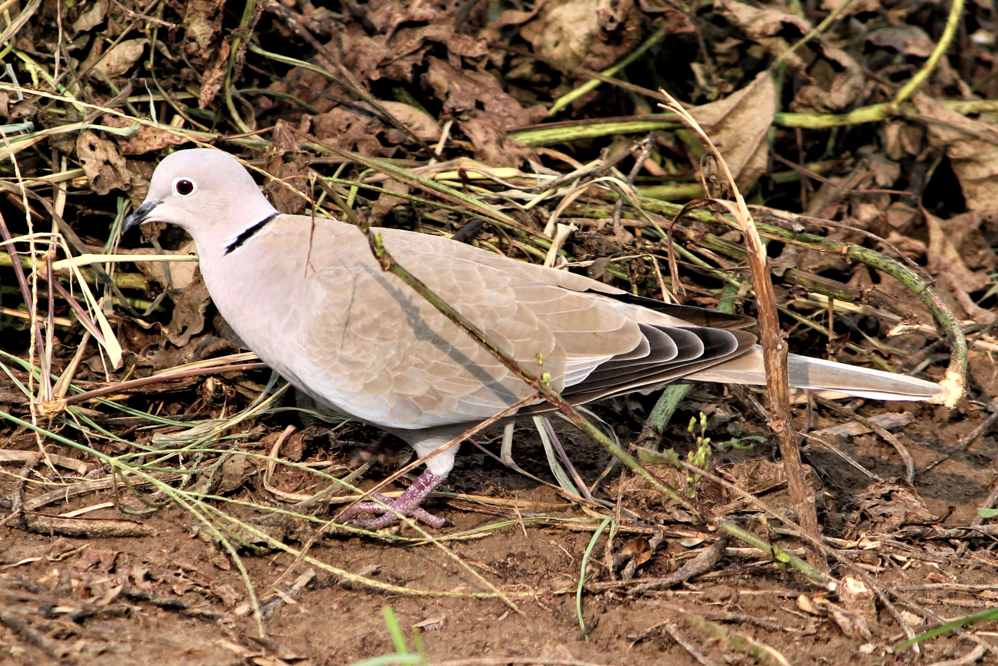 Image of Collared Dove