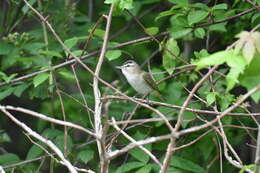 Image of Red-eyed Vireo