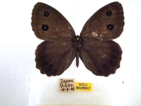 Image of Minois dryas