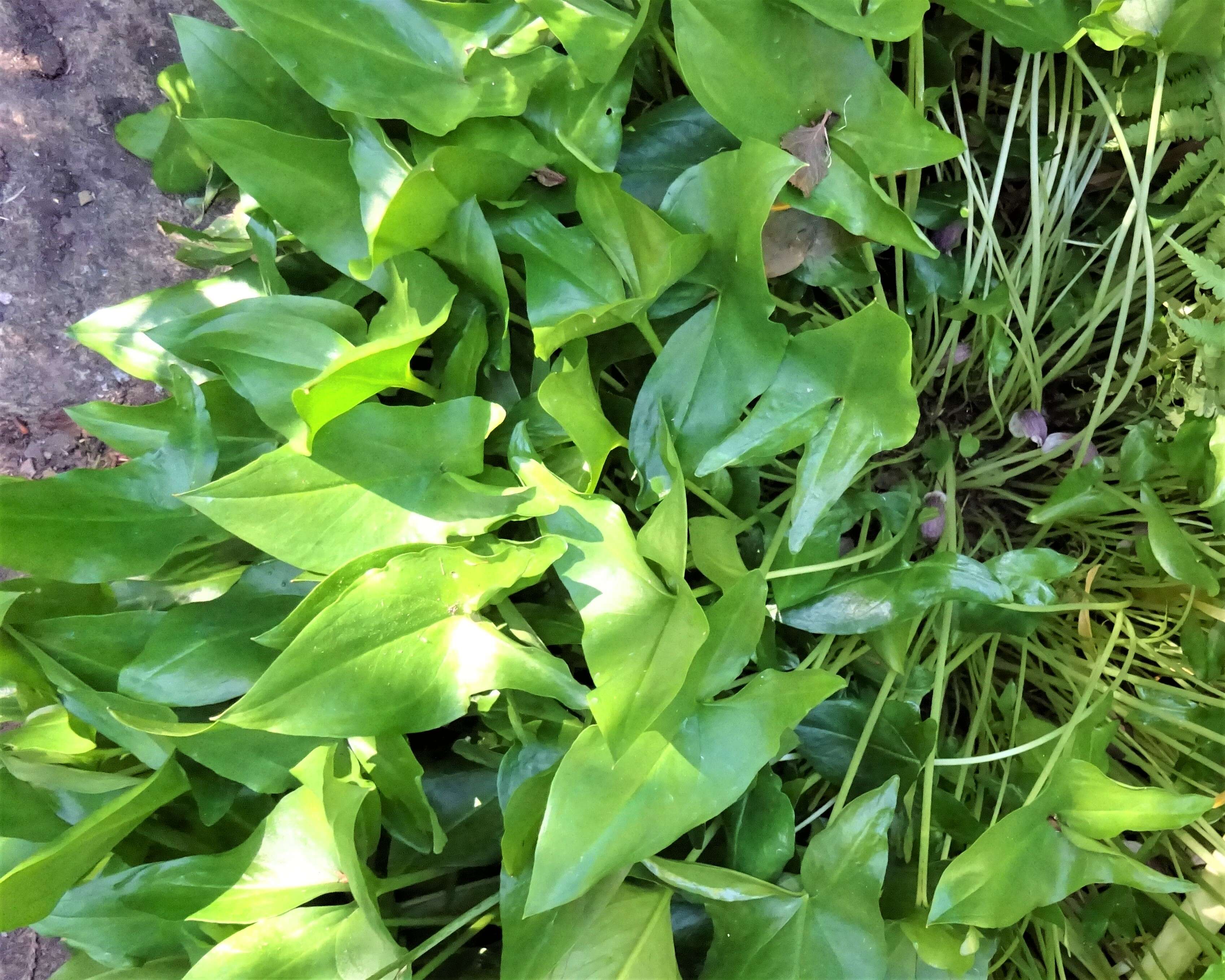 Image of Arisarum proboscideum (L.) Savi