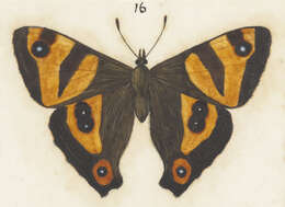 Image de Dodonidia helmsii Butler 1884