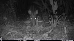 Image of Brazilian Tapir