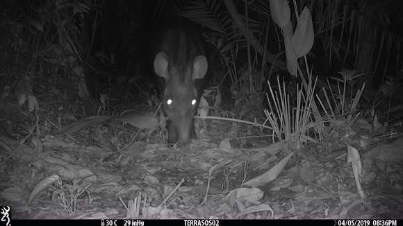 Image of Brazilian Tapir