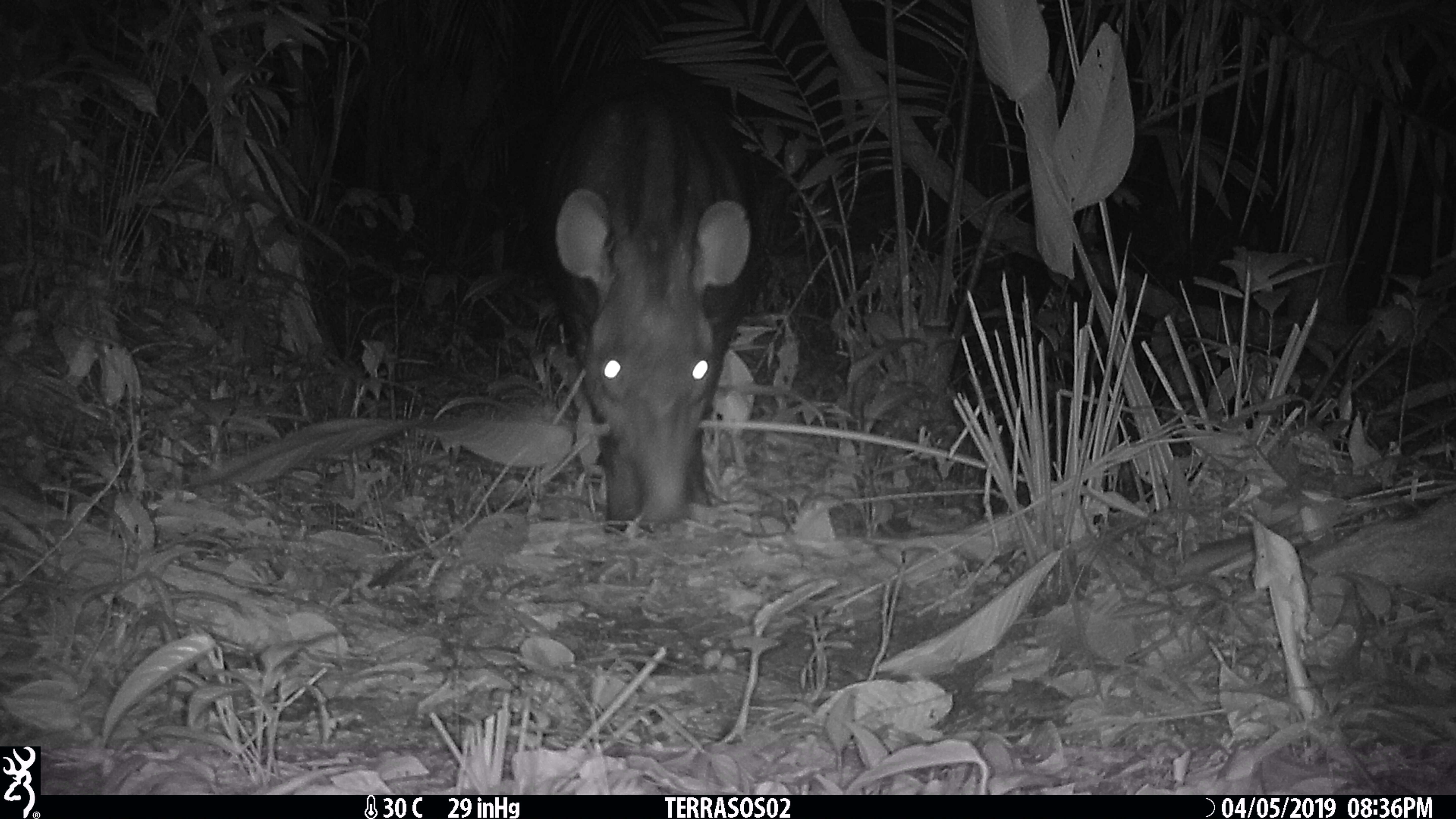 Image of Brazilian Tapir