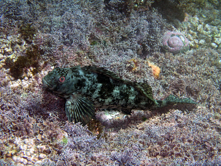 Image of Cockatoo fish