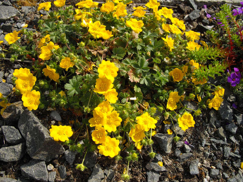 Image of Potentilla aurea L.