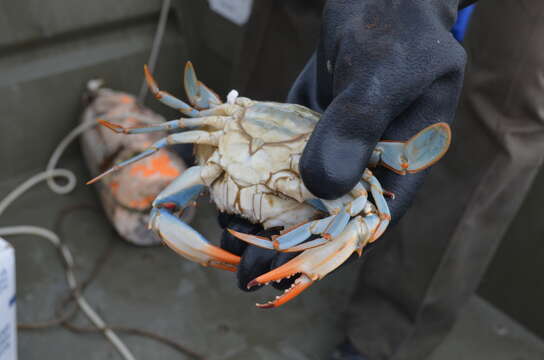 Imagem de Callinectes sapidus Rathbun 1896