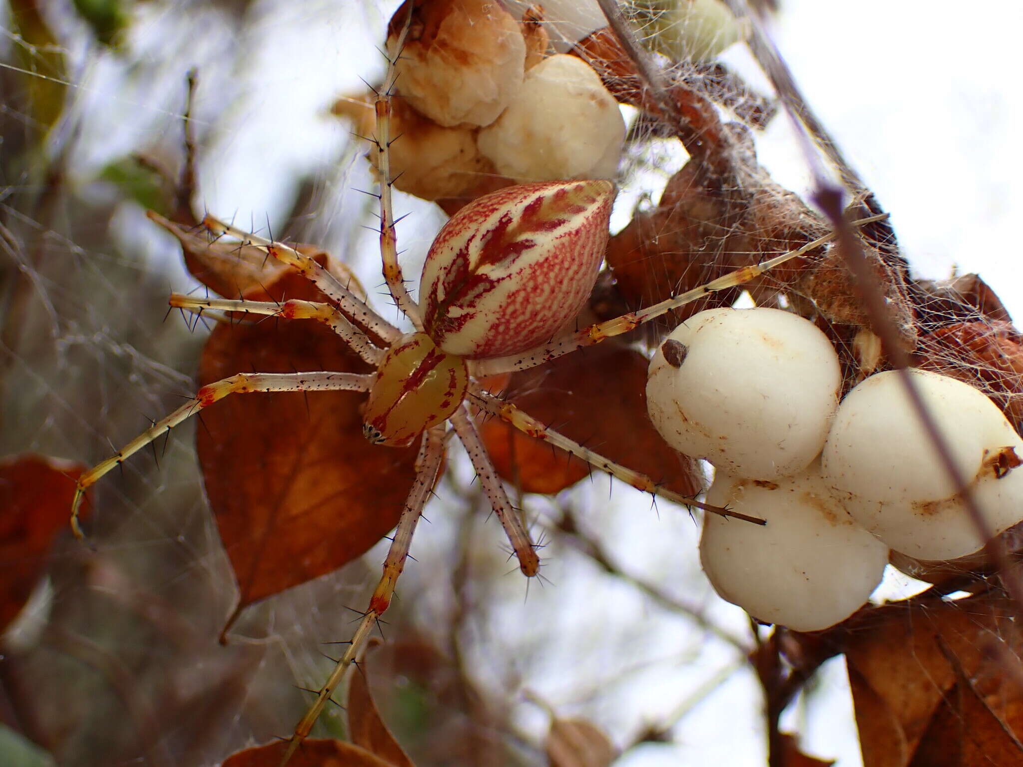 Image of Peucetia