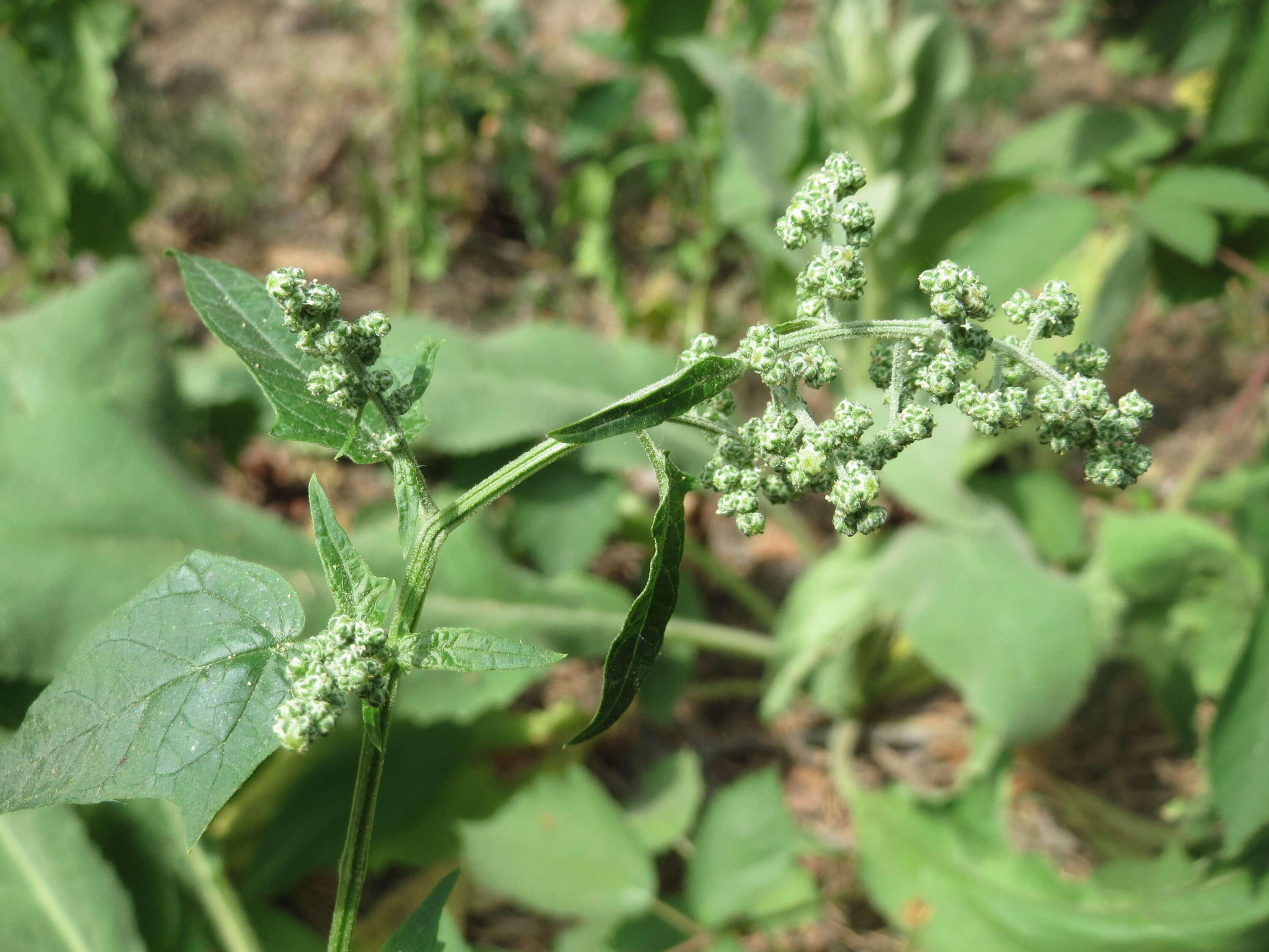 Image de Chenopodiastrum hybridum (L.) S. Fuentes, Uotila & Borsch