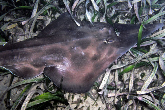 Image of Banks Shovelnose Ray