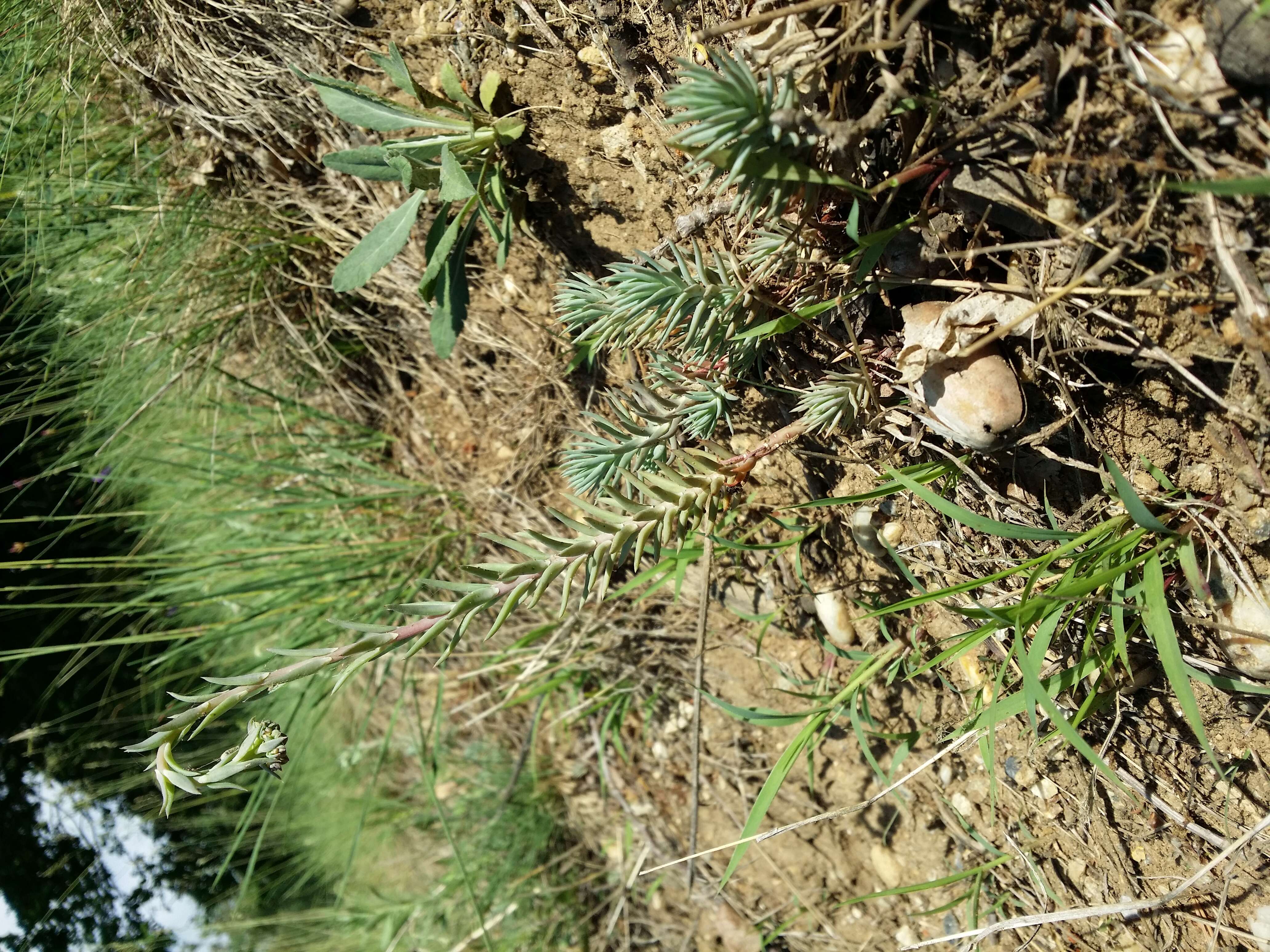 Image of Petrosedum rupestre (L.) P. Heath