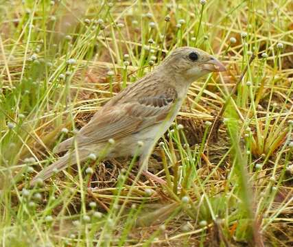 Image of Black-headed Bunting