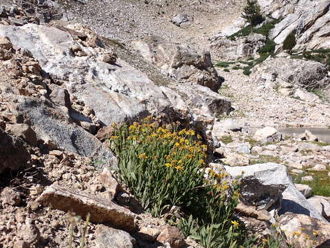 Image of hairy arnica