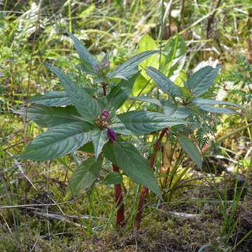 Image of Himalayan balsam