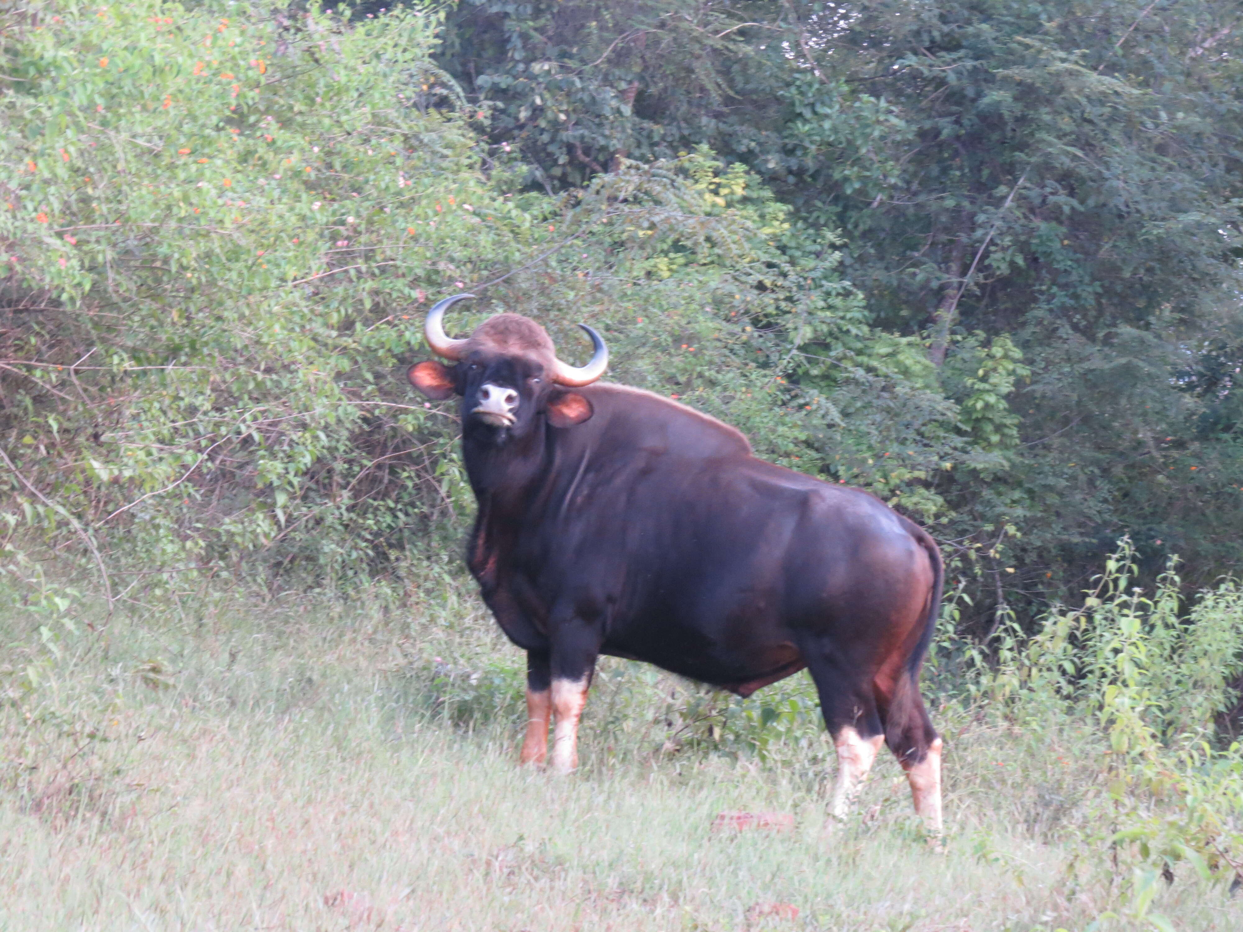 Image of Gaur