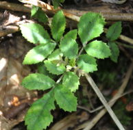 Image of Ackama rosifolia A. Cunn.
