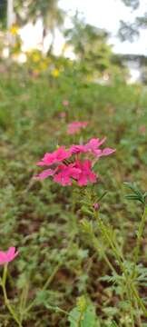 Image of vervain