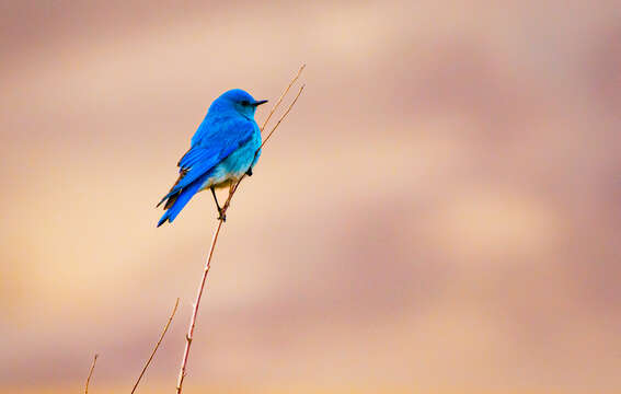 Image of Mountain Bluebird