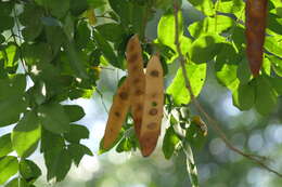 Image of woman's tongue