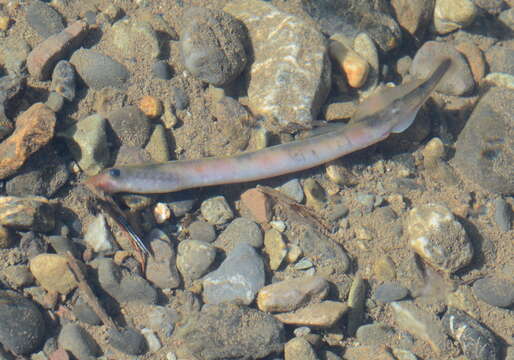 Image of Western Brook Lamprey