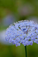 Image of Trachymene coerulea R. Grah.