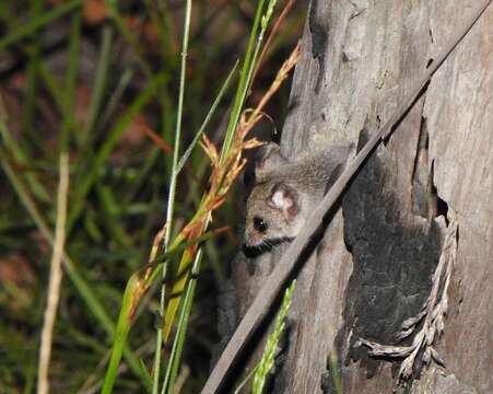 Image of Common Dunnart