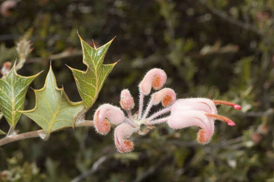 Image of Grevillea pilosa George