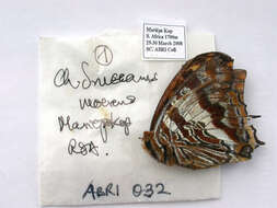 Image of Charaxes druceanus Butler 1869