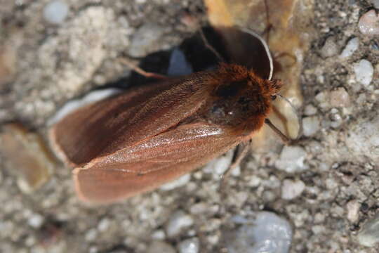 Plancia ëd Phragmatobia fuliginosa Linnaeus 1758