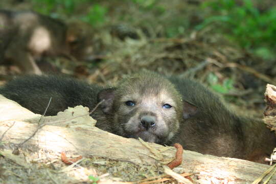 Image of Red wolf