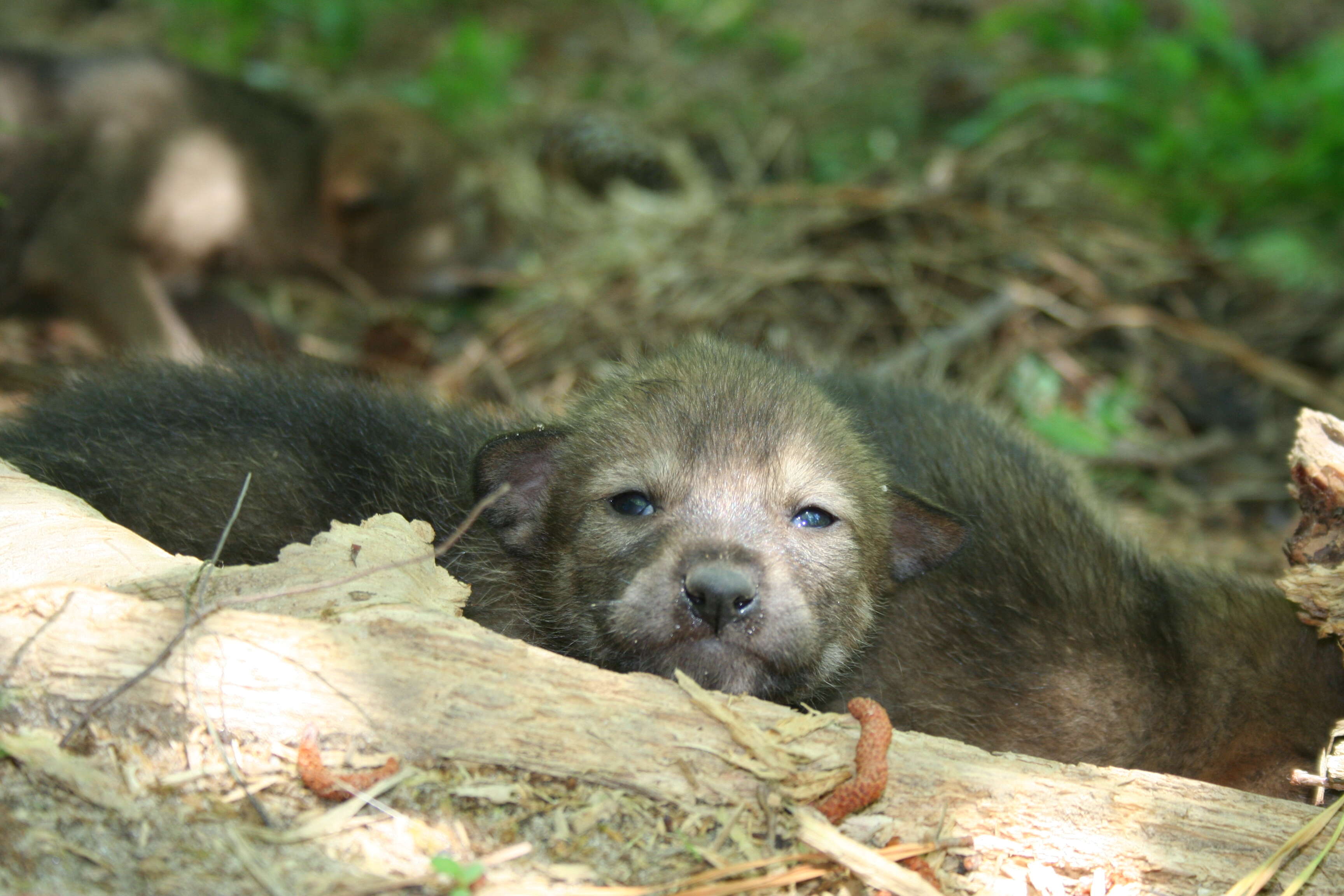 Image of Red wolf