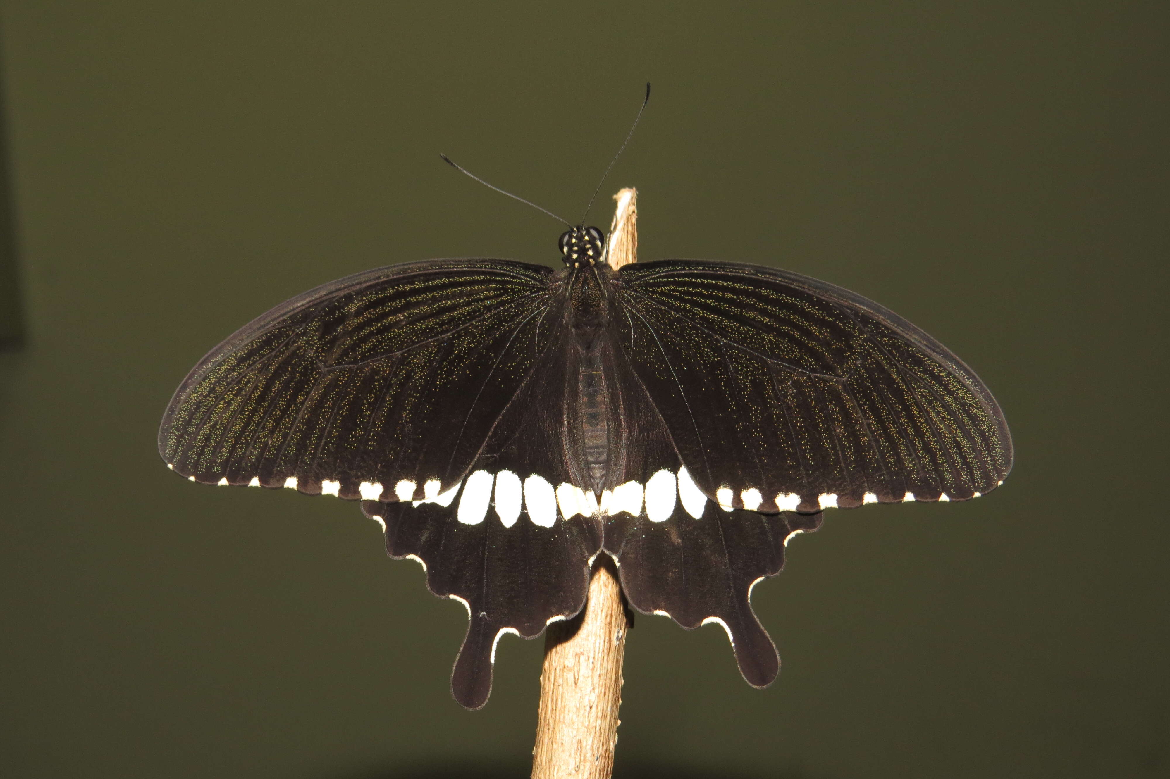 Image of Papilio polytes Linnaeus 1758