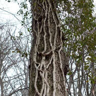 Image of English ivy