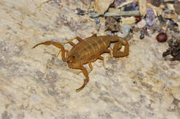 Image of Arizona Bark Scorpion