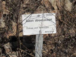 Image of broadleaf wild leek