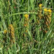 Image of Bog asphodel