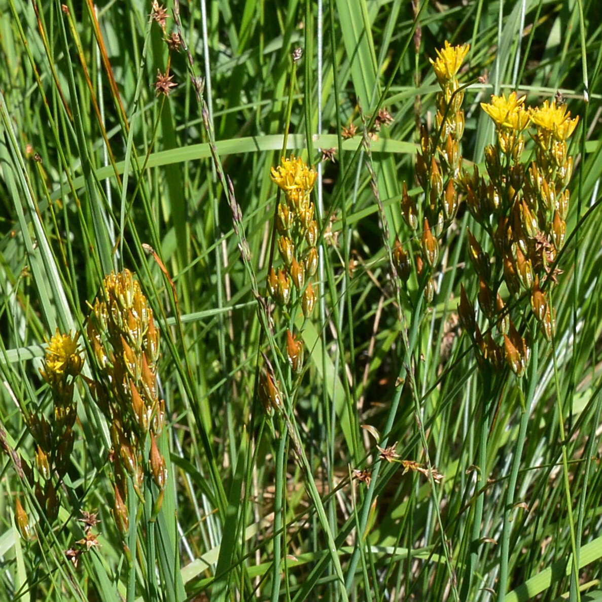 Image of Bog asphodel