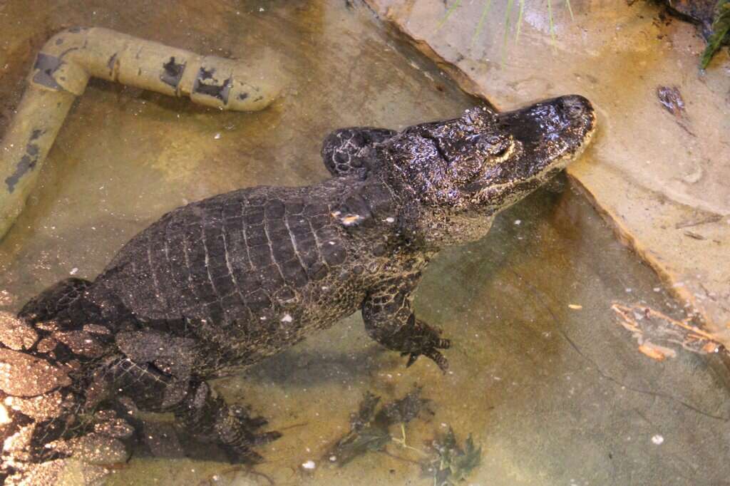 Image of Chinese alligator