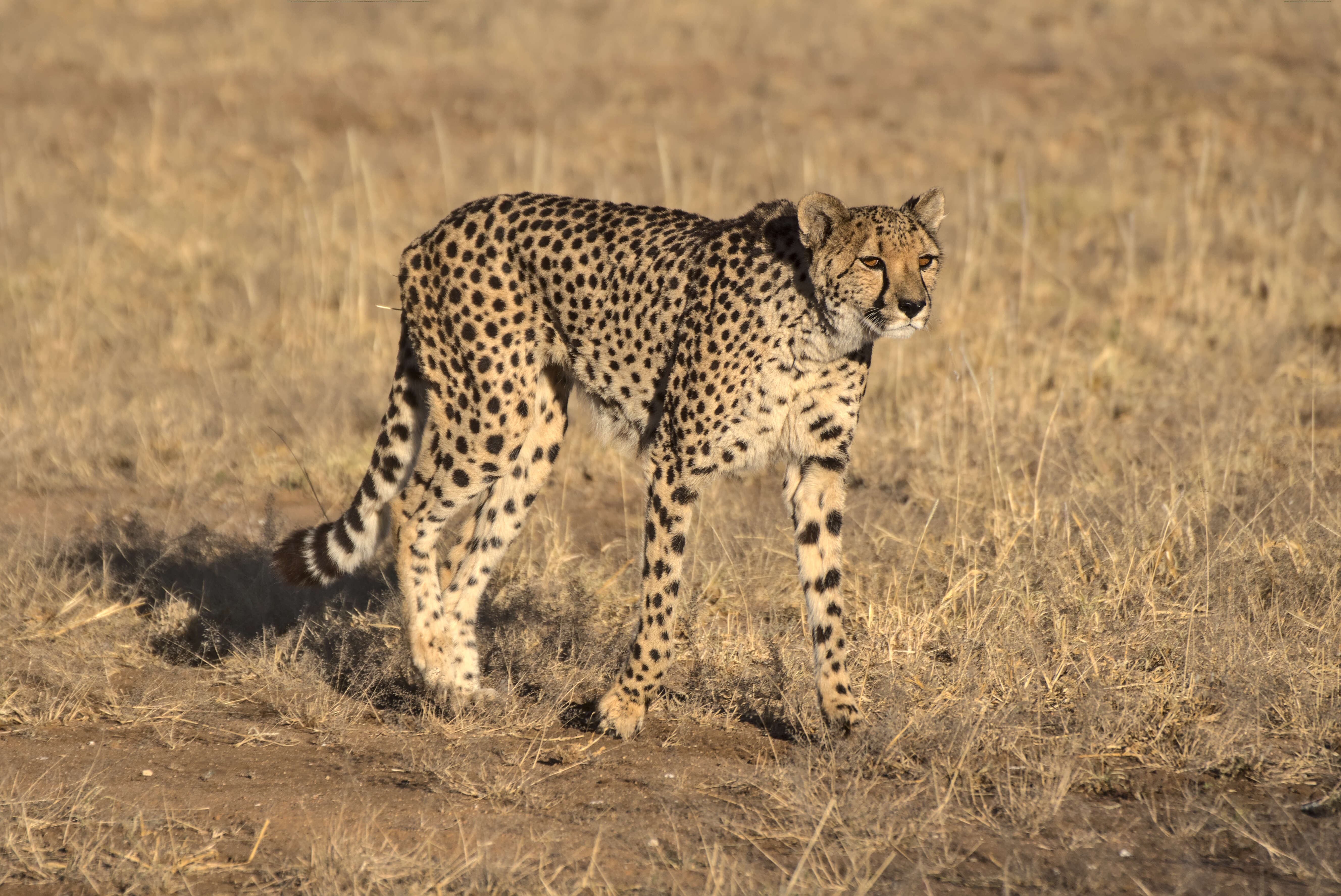 Image of Namibian cheetah