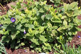 Image of Thunbergia battiscombei Turrill