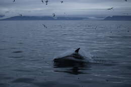 Image of White-beaked Dolphin