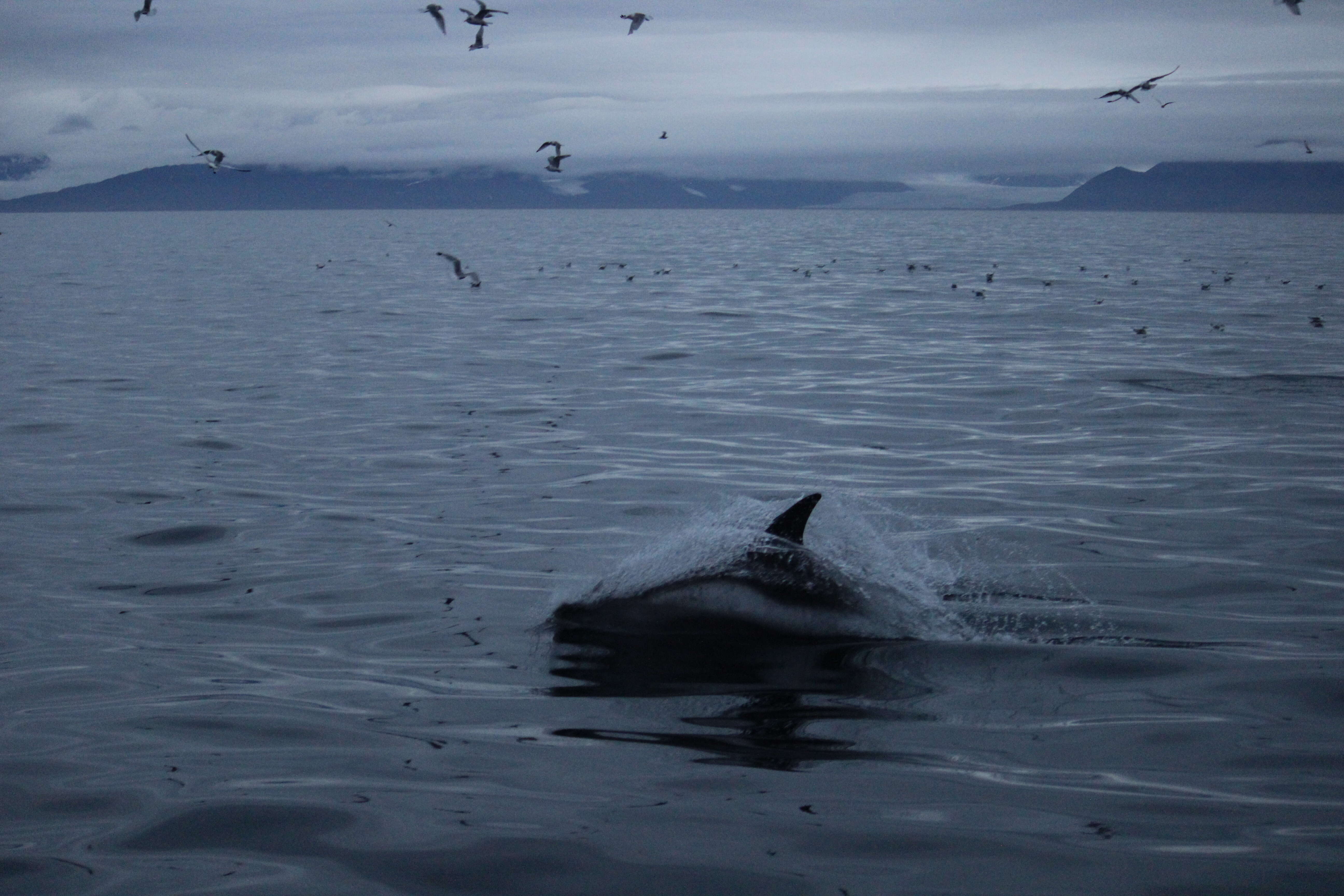 Image of White-beaked Dolphin