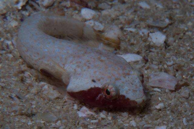 Image of Chubby Clingfish
