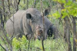 Image of Grass Rhinoceros