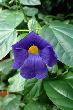 Image of Thunbergia battiscombei Turrill