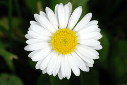 Image of Daisy